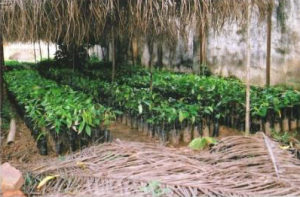 Coffee Nursery in Bas Congo